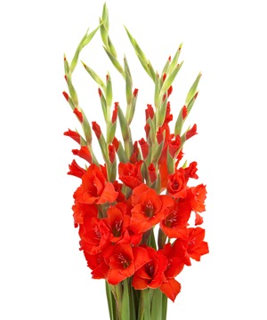 Huệ đỏ